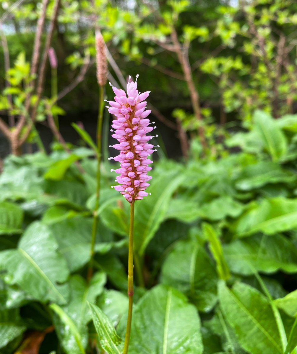 JoyInTheSeasons's tweet image. #JoyInSpring ~ flower finds 🌸