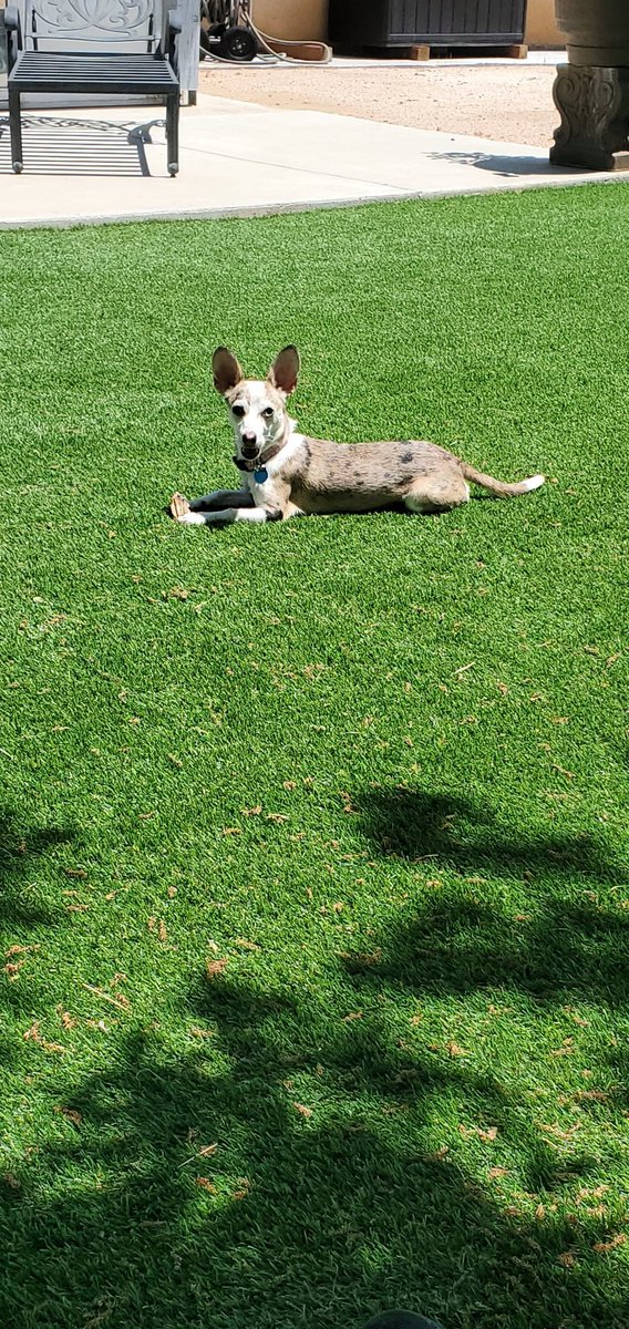 Beth spent the morning working at the office now it's time to enjoy the beautiful 80° weather.

#AnnaMWoods #PerformanceRealty #BrokerAssociate #CrazyGoatRealtor #RealEstate #puppylife #sunshine #worklifebalance