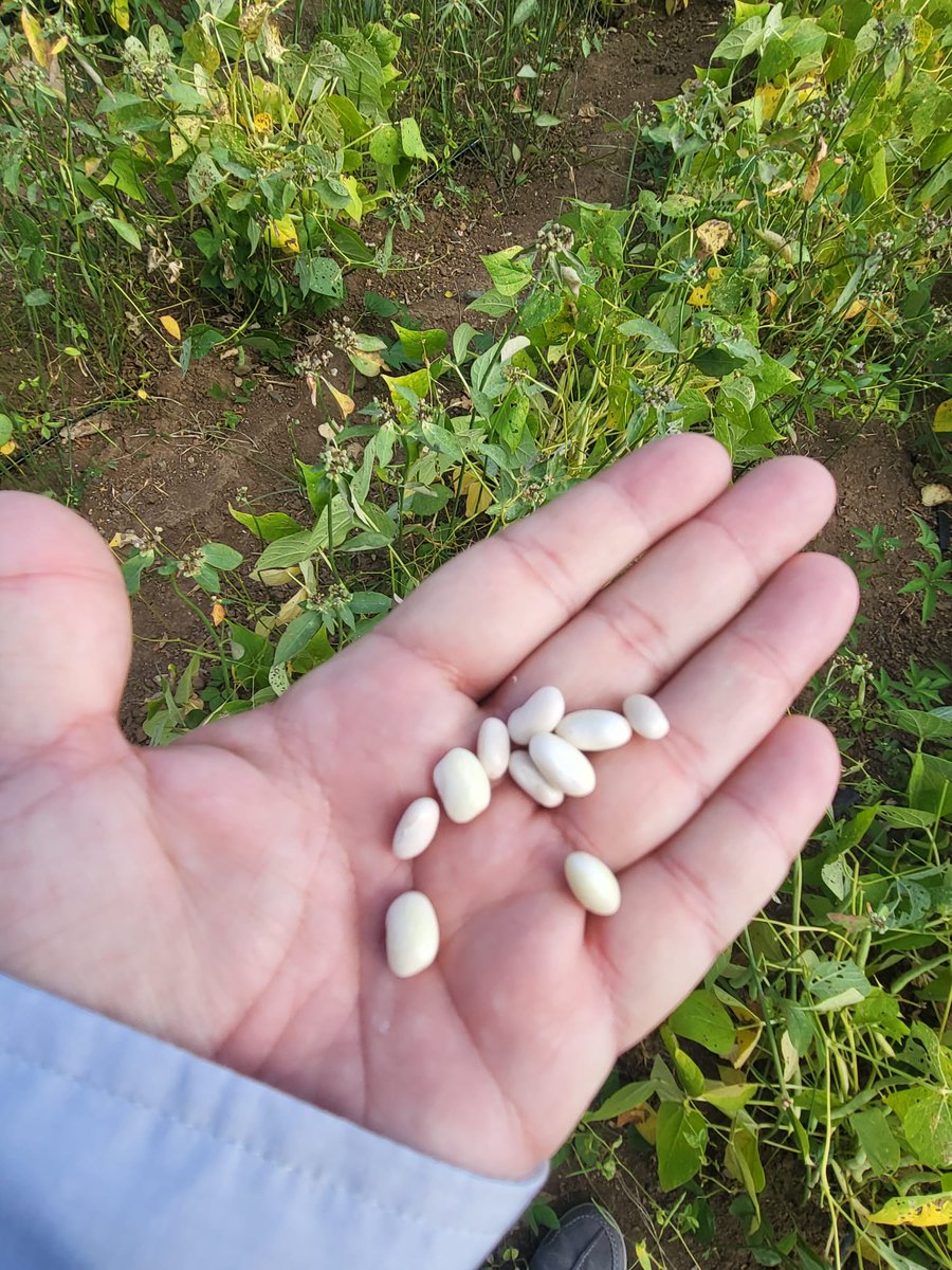 Cosecha de habichuelas blancas sembradas en marzo. Proyecto CDP- Validación e incremento de semilla de habichuela; SEA-EEA 🌱☀️ Pendientes más adelante para los anuncios de venta 👩🏻‍🌾👨🏻‍🌾 @EGurabo @CCA_RUM @uprm @UPR_Oficial (Harvesting white beans planted last march; CDP Project)