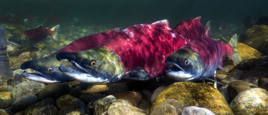 1/2 📣 Calling all Canadians! Join us for our National #Biodiversity Symposium and discover how you can help shape Canada’s 🇨🇦 2030 Biodiversity Strategy.