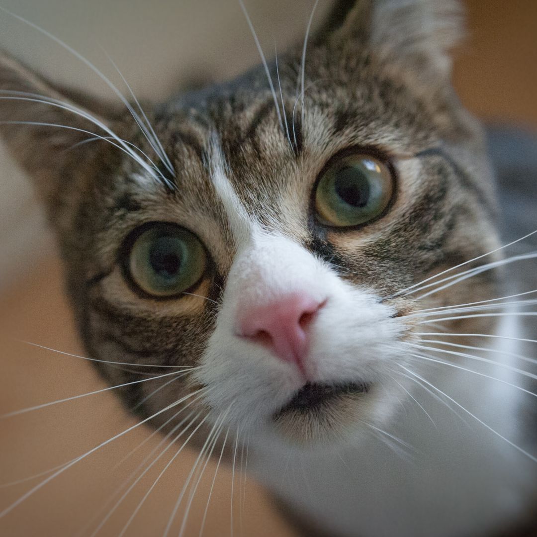 PetworldIreland's tweet photo. Calling all kitten parents! 🐱🎉
Get 15% off selected bags of Royal Canin Kitten food at Petworld 🙌💕
Don't miss out on this purr-fect deal!
Browse online today https://t.co/6KvgvmTget

#PetWorld #KittenCuteness #RoyalCanin https://t.co/F33TKGfU1m