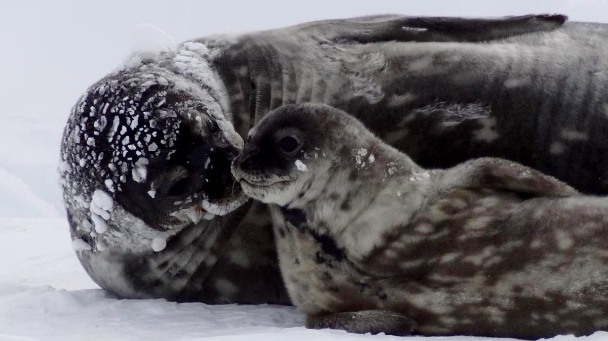 WHOI's tweet image. 🦭 Cuteness alert! 🦭⁠
⁠
A #WHOI-led study found that nursing Weddell seals provide so much iron to their pups that they have to limit diving &amp;amp; eating. Sound familiar, moms?⁠
⁠
Learn more: go.whoi.edu/weddell-seals
⁠
📸 @michelleshero NMFS permit 17411-03⁠
⁠
#NSFfunded