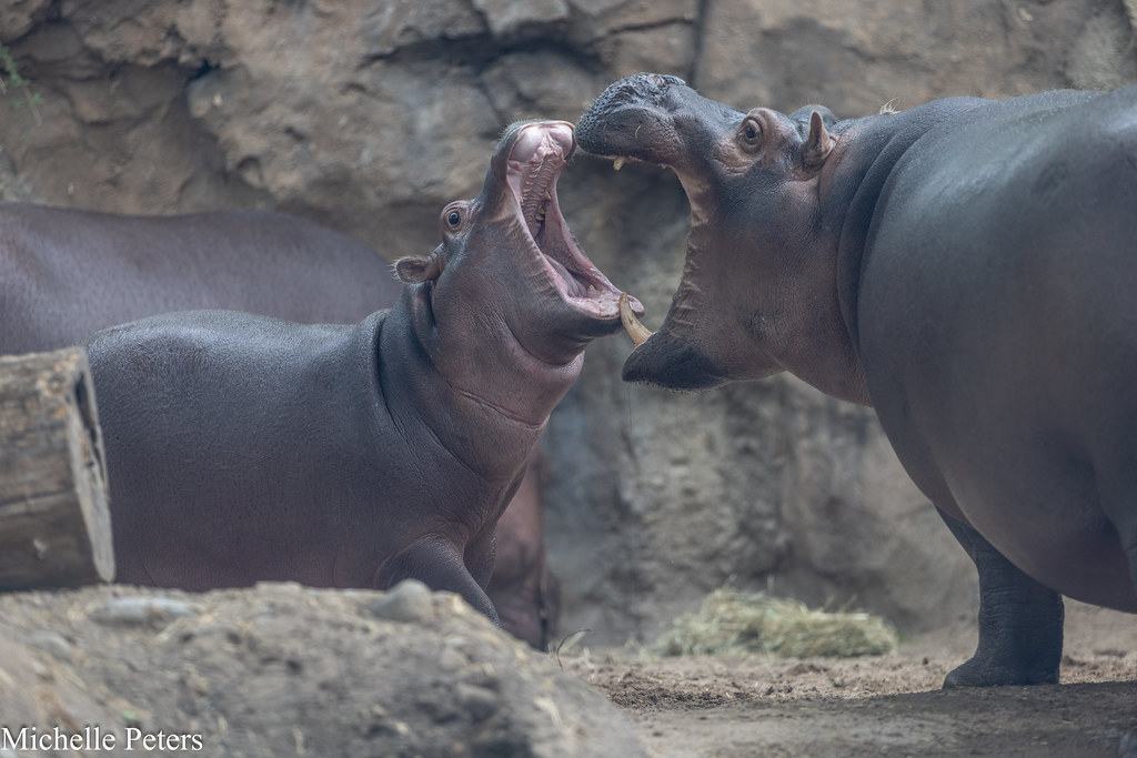 CincinnatiZoo's tweet photo. Fritz and Fiona, the most loved hippos, love to swim, snack and snuggle all day long! Follow them for all the cuteness you can handle #TeamFritzFiona #hippos https://t.co/pnGjQ6iih9