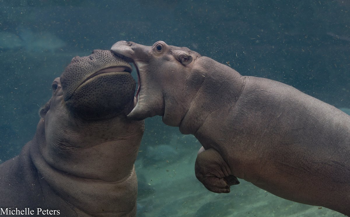 Fritz and Fiona, the most loved hippos, love to swim, snack and snuggle all day long! Follow them for all the cuteness you can handle #TeamFritzFiona #hippos