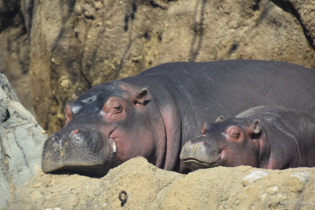 CincinnatiZoo's tweet photo. Fritz and Fiona, the most loved hippos, love to swim, snack and snuggle all day long! Follow them for all the cuteness you can handle #TeamFritzFiona #hippos https://t.co/pnGjQ6iih9