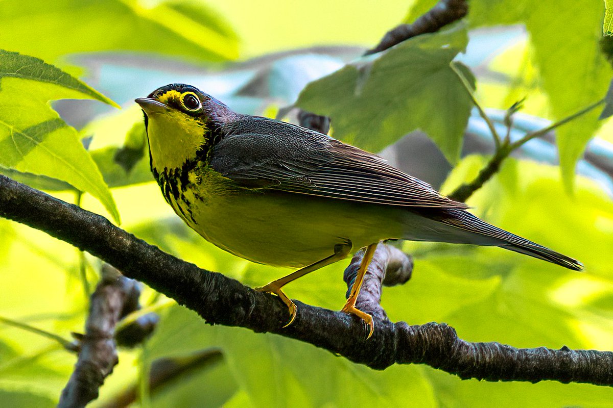 Native Blueberry (@nativeblueberry) on Twitter photo This marvelous Canada Warbler was moving around the Ramble in <a href="/CentralParkNYC/">Central Park</a> this morning. What a treat for me, lifer. #birdcpp This marvelous Canada Warbler was moving around the Ramble in <a href="/CentralParkNYC/">Central Park</a> this morning. What a treat for me, lifer. #birdcpp