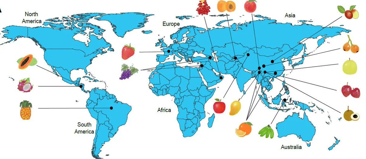 UPDATE: Genomic insights into domestication and genetic improvement of fruit crops (Runze Wang, Xiaolong Li, Manyi Sun, Cheng Xue, Schuyler S Korban, Jun Wu) buff.ly/3Bk8KZO <a href="/ASPB/">ASPB</a> #PlantSci