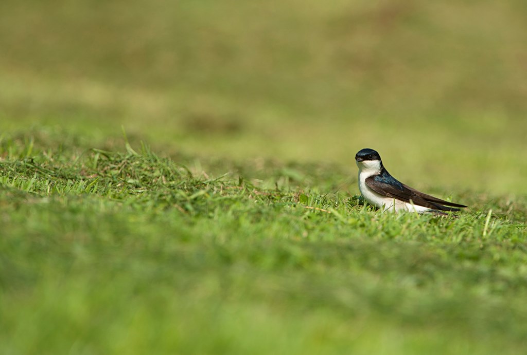 Did you know?🤔❓ #FunFactsFriday 

The house martin is a small bird with glossy blue-black upper parts and pure white under parts. It has a distinctive white rump with a forked tail and, on close inspection, white feathers covering its legs and toes.

📸Ben Andrew