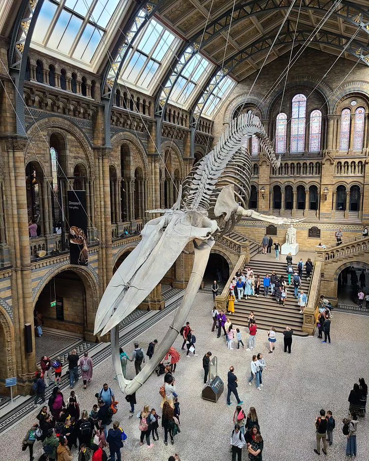 Natural History Museum, London Museum visit dinosaurs is fantastic