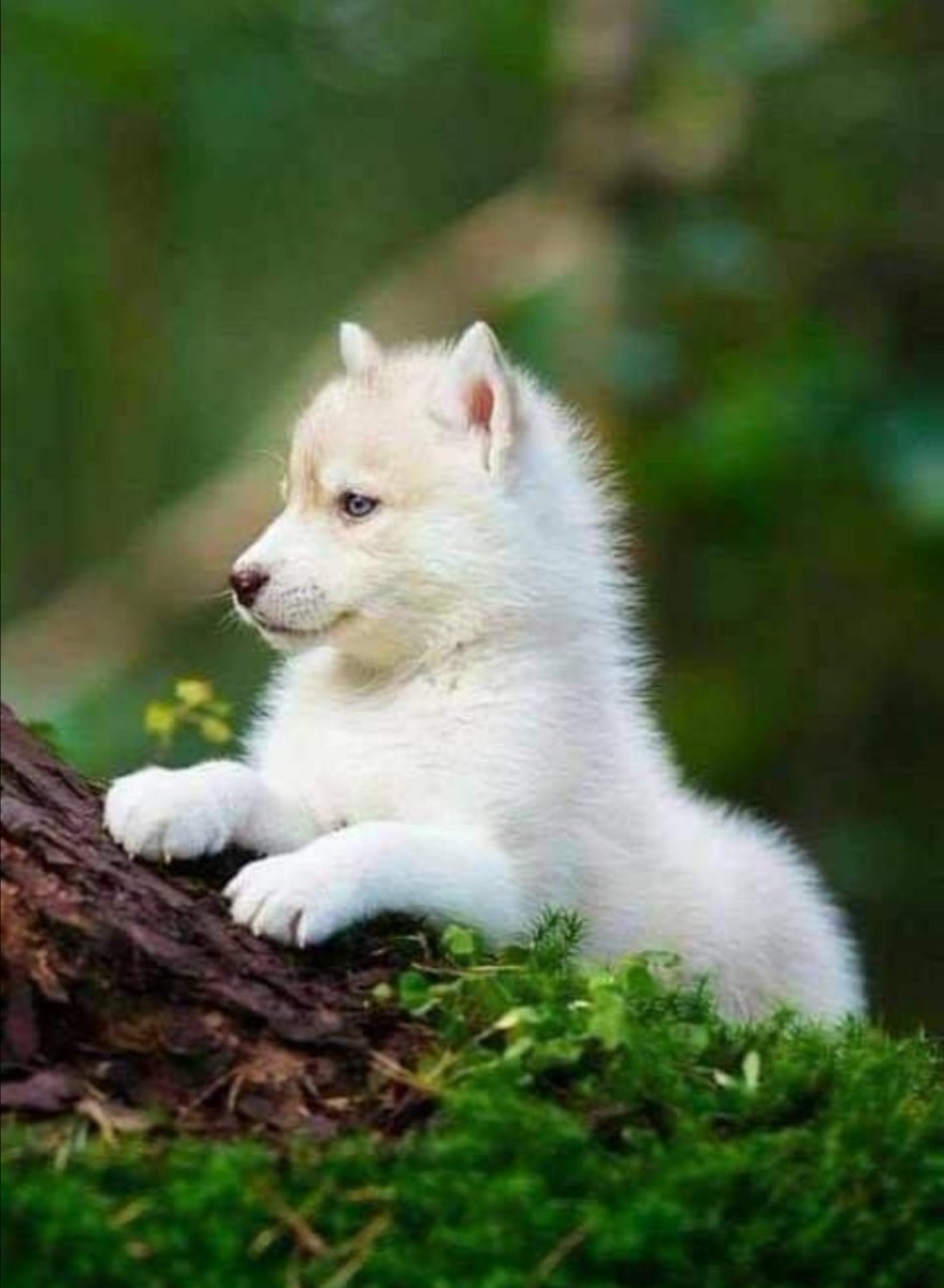 Wolf puppy. So adorable animal 🐺 #wolf #wolves #puppy, image size:879x1200