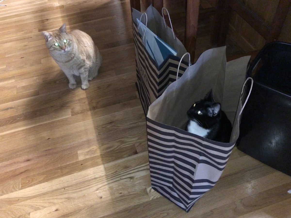 bcbull's tweet photo. Just demon cats being demon cats, with bags. Carry on. #cats #CatsofTwittter #catsofnpr #demoncats https://t.co/WMRs5rDXE9