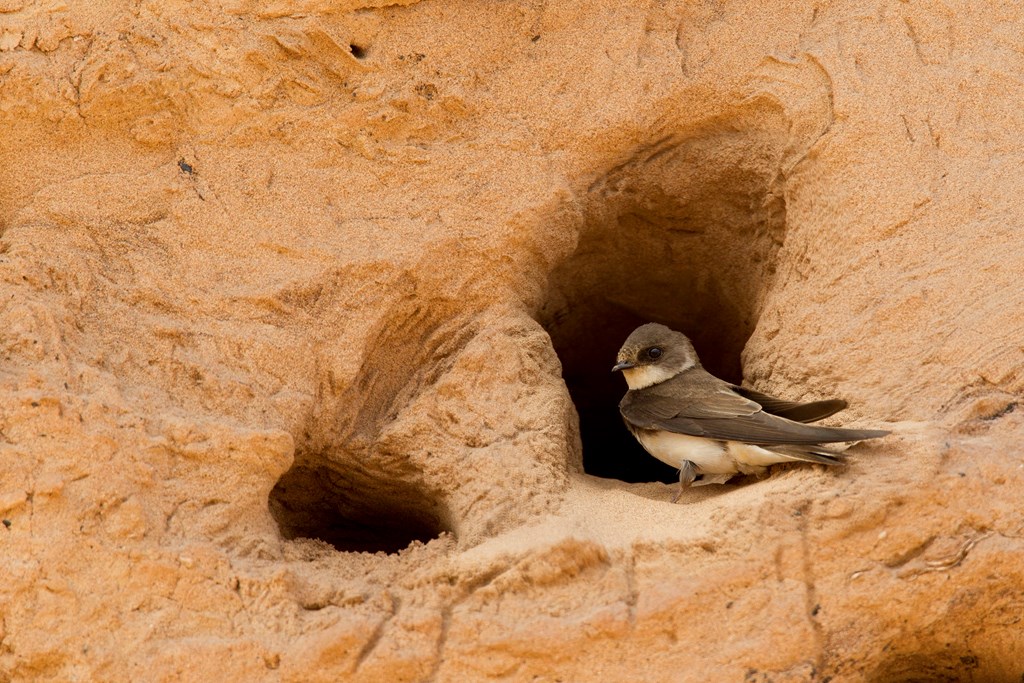 Did you know?🤔❓ #FunFactsFriday 

Sand martins are the smallest European hirundines (martins and swallows), with dark brown upper parts and dark under wings contrasting with otherwise pale under parts divided by a distinctive dark chest bar. 

Ben Hall