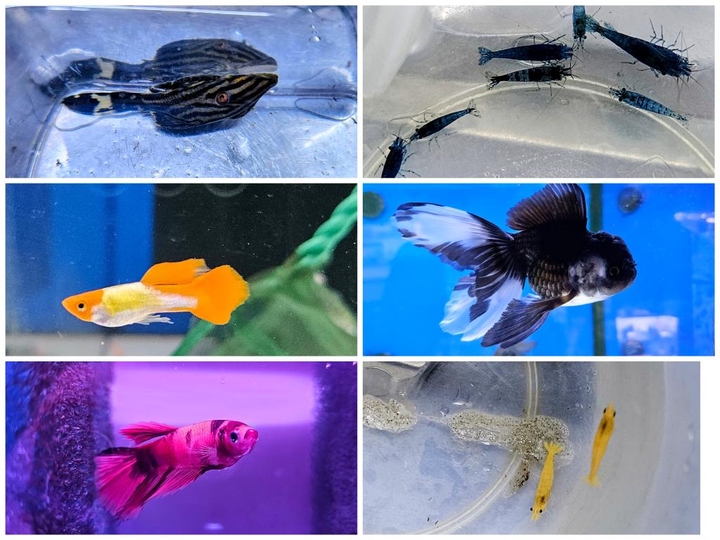 daueracuarios's tweet photo. Algunas de las últimas entradas de peces e invertebrados de agua dulce de esta semana 😁
Stock y disponibilidad en:
🌐 https://t.co/u2fwFLQ4ZN
#acuariofilia #Acuario #peces #peceras #pecestropicales #aguadulce #acuariofiliaespaña #aquascaping #dauer #daueracuarios #barcelona https://t.co/o5k7Zw2cZ3