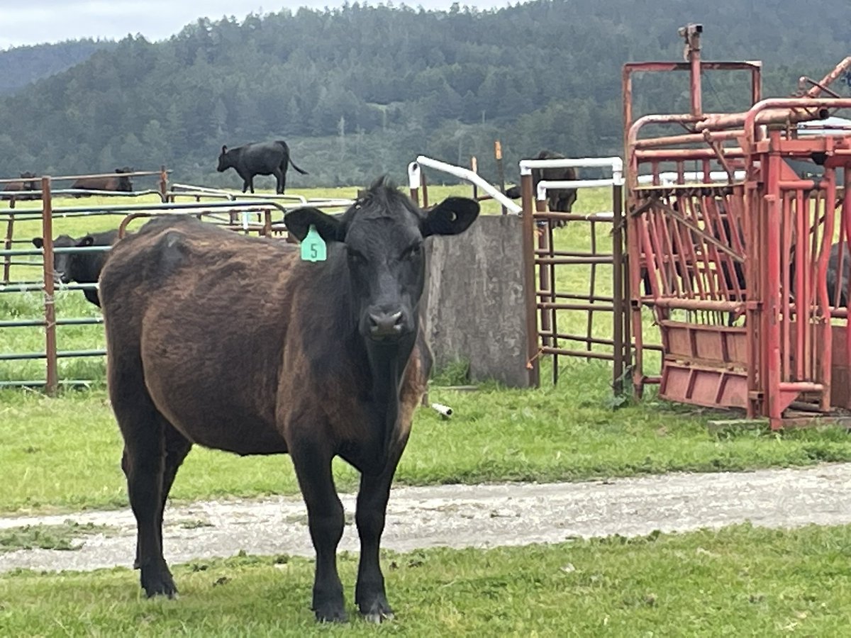 Wade Crowfoot tweet media