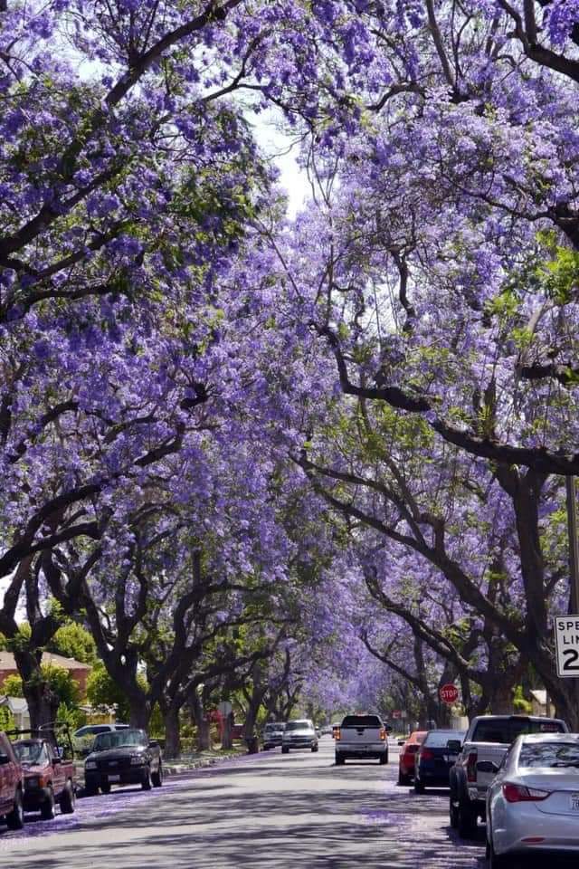 helloeuropa's tweet photo. The color purple 
Santa Ana, California https://t.co/Y5TbZWsikx
