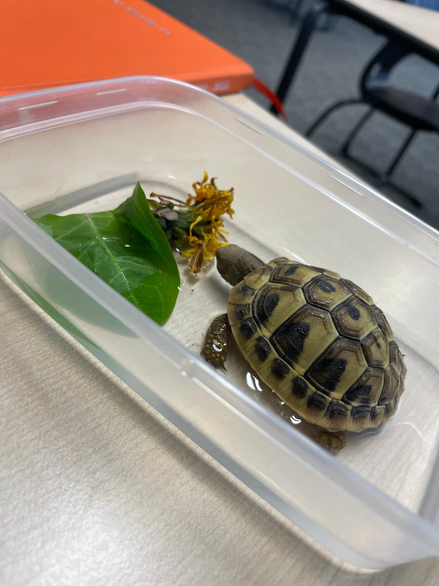 KS3KT would like to introduce…
🐢HERMAN’S HIGHLIGHTS 🐢
They would like to share a few facts about their new member of the class and his daily routine!