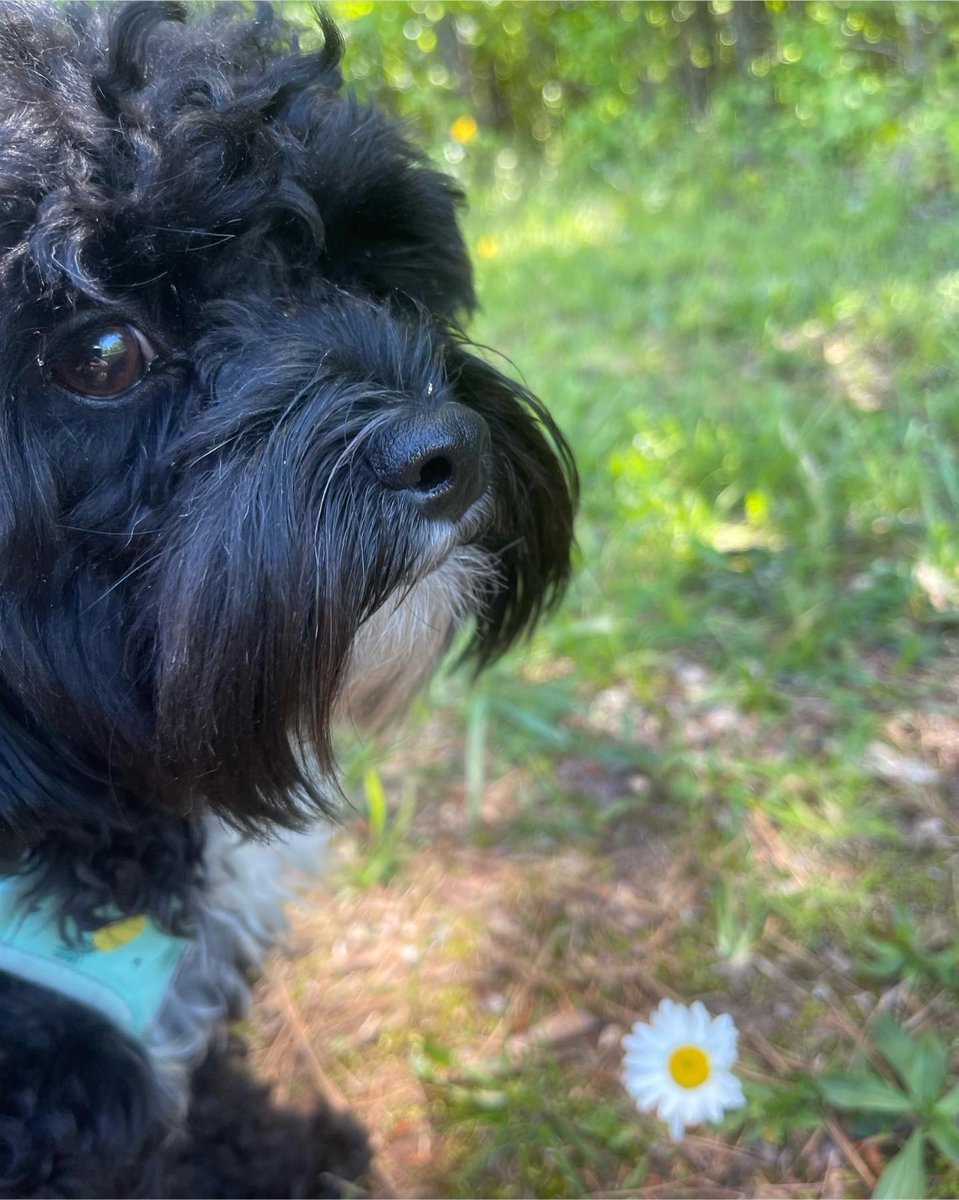 atlantapetlife's tweet image. But have you boop&apos;d a snoot today??🐶💕
🐶 Wilbur

#OneBoopAtATime #PuppyLove #HappyDoggo #AtlantaDogs #TailWagging #DogKisses #MakeTheirDay