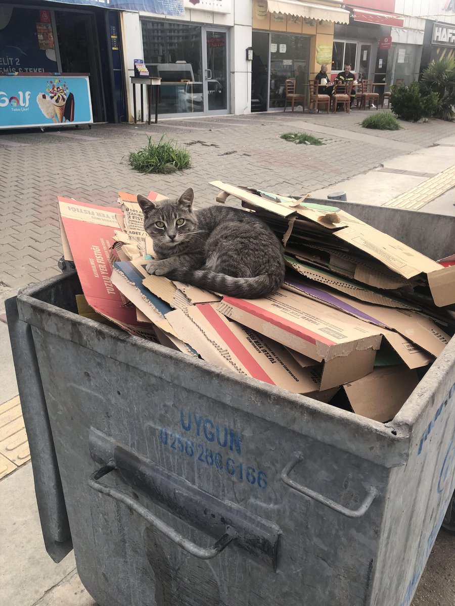 DontShowYourCat's tweet photo. remember to recycle https://t.co/cOkjGlVApT
