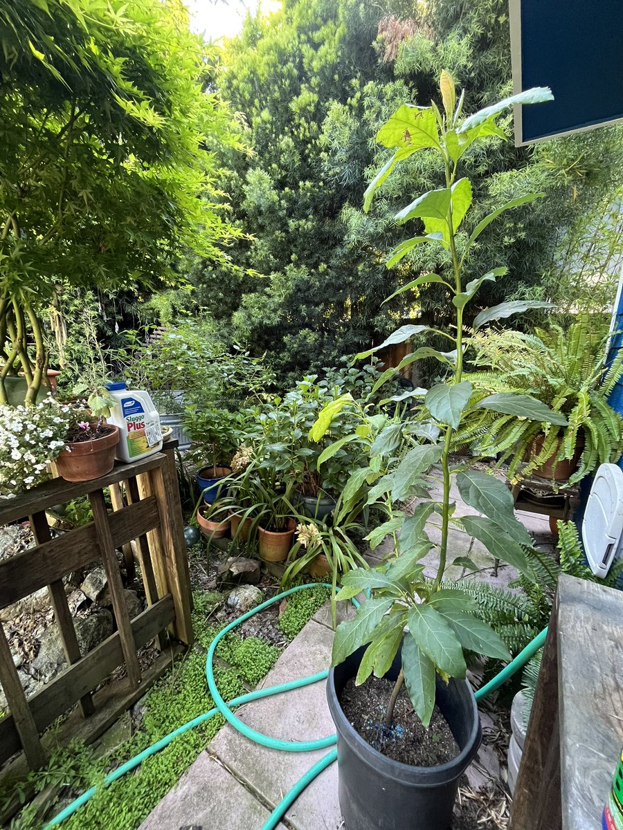 theRealCatSmith's tweet image. @GasiaKTVU you brought up the avocado! When you started yours, our youngest was inspired. Here’s Josie’s avocado plant now! @KTVU #quarantinefun