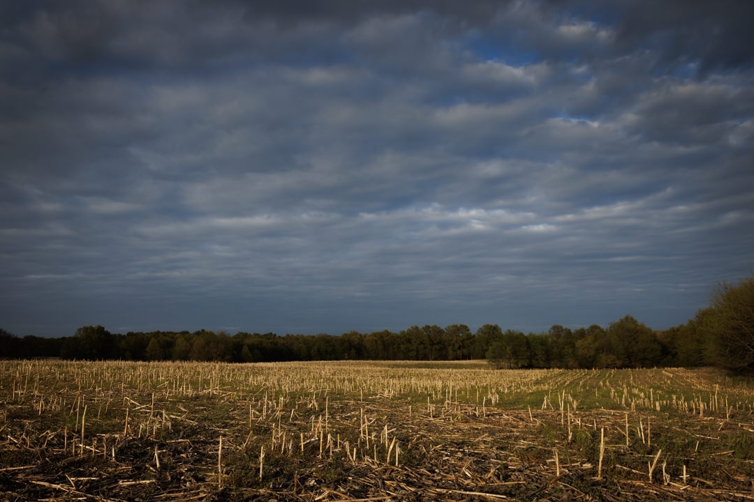 notleyhawkins's tweet photo. Cornfield in Linn County, Missouri. Photography by Notley Hawkins. #missouri #rural #field #cornfield #farmfield #sky #clouds #cloudysky #midwest #bucolic #outdoors #landscape #notleyhawkins https://t.co/OZoHUNmkjZ