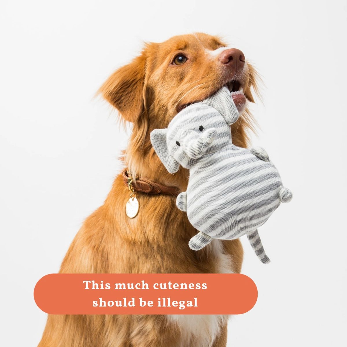 The only reason they'd go to jail is for stealing your heart. Who's your paw-tner in crime? #4PSPC