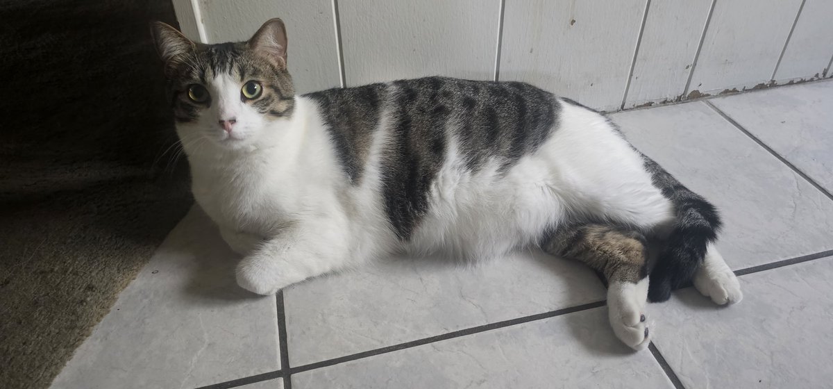 _KewlHwip's tweet photo. @TFT Fatboy has arrived https://t.co/hdBx7pcC9a