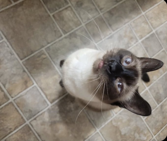 Luna 🥹💖 I miss her 💖 nova photos coming sooooon. https://t.co/tB9HAe7G1G