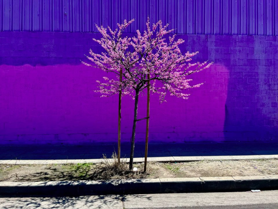 Everything is blooming in Los Angeles! And this photo of an Eastern redbud tree in South LA, by Francine Orr, is amazing. 🤩🌸📸 latimes.com/science/story/…