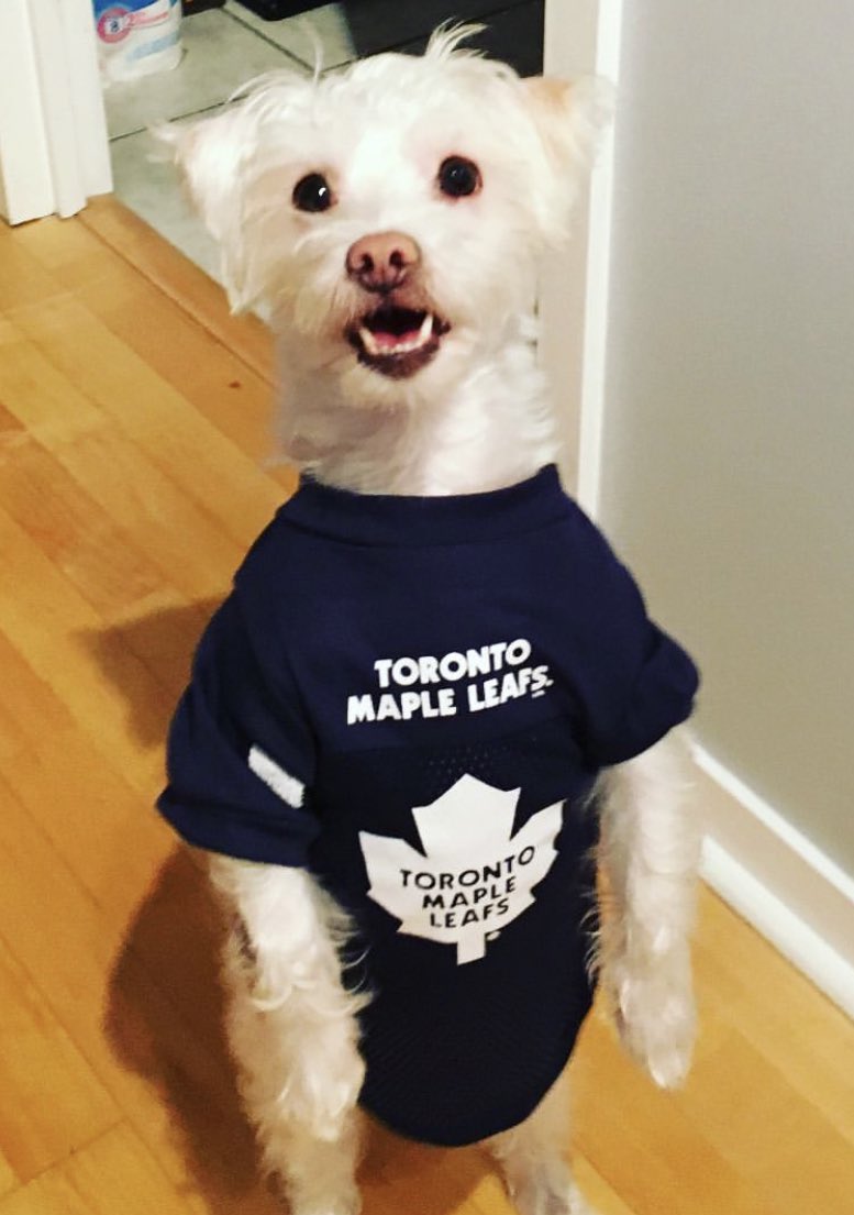 Lindersss's tweet photo. @MapleLeafs @Molson_Canadian we celebrate the leafs game at home on the sofa!  #MolsonTML https://t.co/2iyC2Ow55M