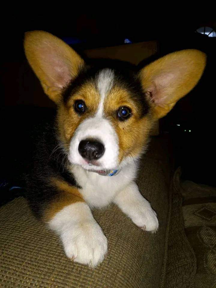 on Twitter "My new little companion. I just picked him up