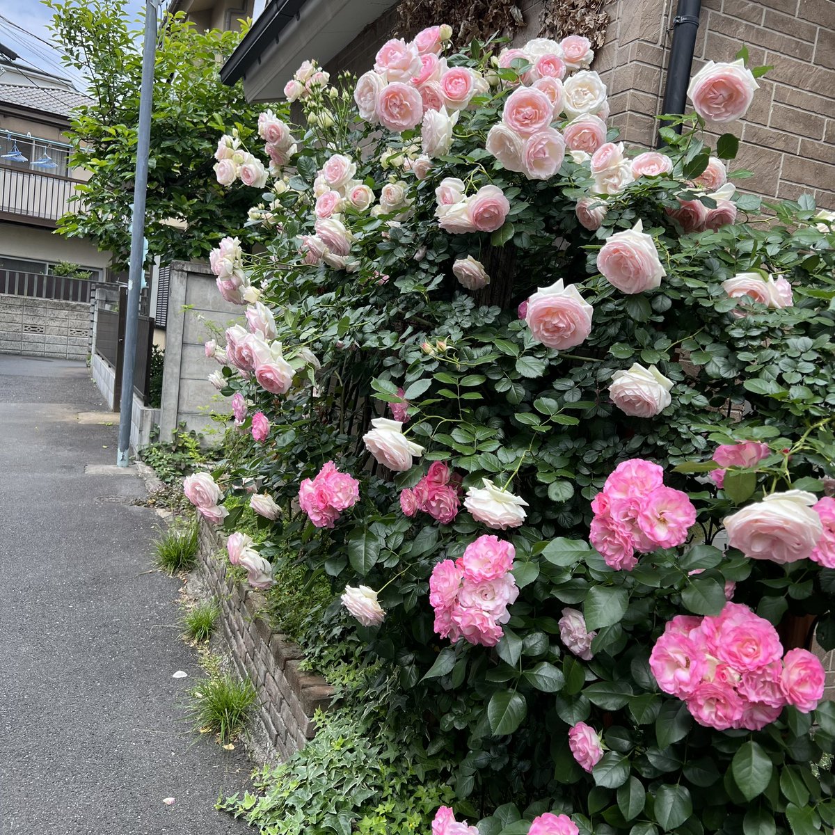 mossgreen77's tweet photo. うつくしいかわいい薔薇🌹知らない家の人よ、ありがとうございます🌹 https://t.co/7OTX0LEumX