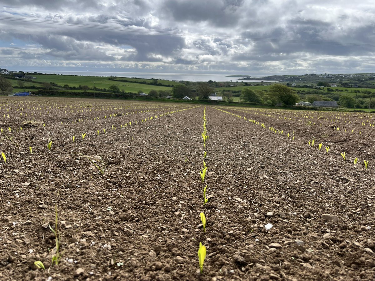 Agronomysilvers's tweet photo. Busy day down in Glorious Wales 🏴 Crop walking Maize , Potatoes 🥔 and spring Barley 🌾 @AgriiUK @AbersochLife #agronomy #growingwell #cropwalking #supportbritishfarmers🏴🇬🇧 https://t.co/RSseoYcANb