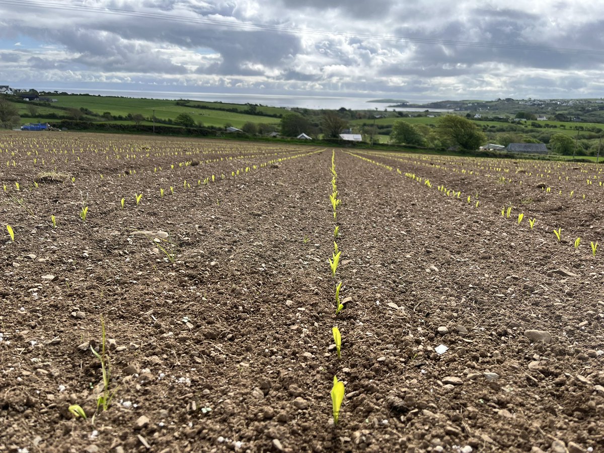 Agronomysilvers's tweet photo. Busy day down in Glorious Wales 🏴 Crop walking Maize , Potatoes 🥔 and spring Barley 🌾 @AgriiUK @AbersochLife #agronomy #growingwell #cropwalking #supportbritishfarmers🏴🇬🇧 https://t.co/RSseoYcANb