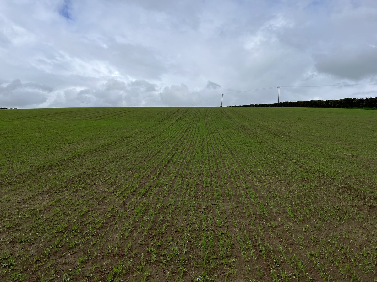 Agronomysilvers's tweet photo. Busy day down in Glorious Wales 🏴 Crop walking Maize , Potatoes 🥔 and spring Barley 🌾 @AgriiUK @AbersochLife #agronomy #growingwell #cropwalking #supportbritishfarmers🏴🇬🇧 https://t.co/RSseoYcANb