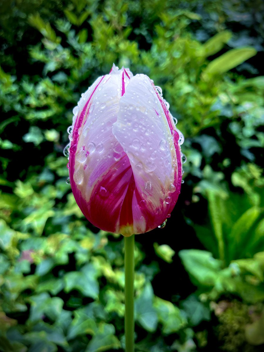Snax85one's tweet photo. #Tulip #flowergarden #NFTCommunity #nfts #flowerphotography https://t.co/Yy8AxrUzLz