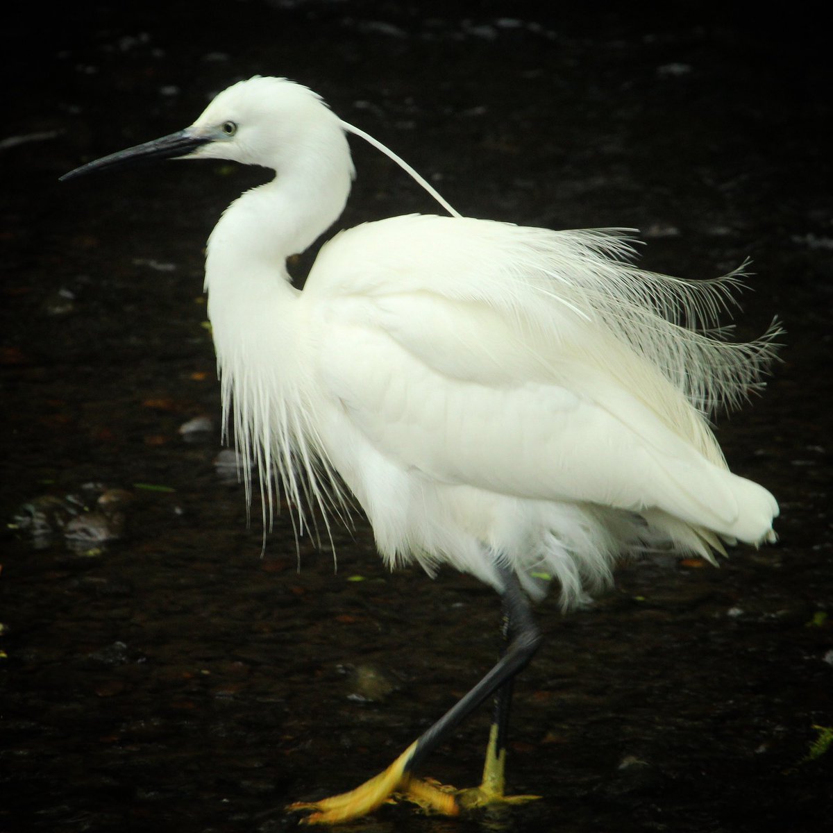 birdsgraph's tweet photo. Little Egret — küçük ak balıkçıl 

#birding #birdphotography #birds #birdwatching https://t.co/Tsygu41XYL