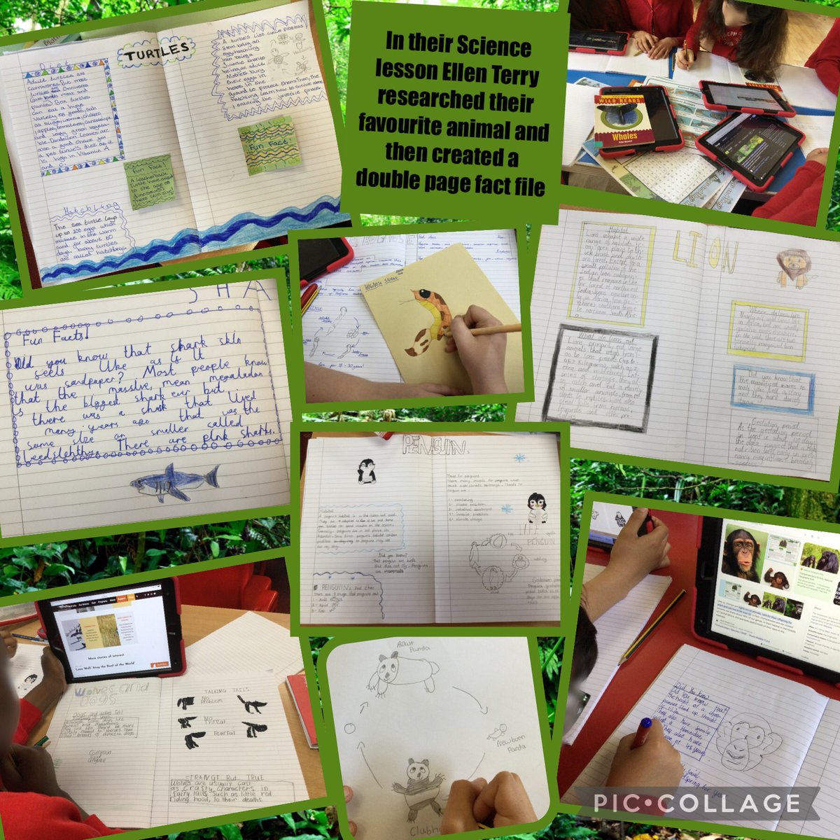 Ellen Terry had a fantastic morning creating fact-files about their favourite animal. Research included information on habitats, diet, gestation and the effects of climate change. Well done everyone! 🙎🏻‍♀️⭐️😀#wearescientists #climatechange #thejcway