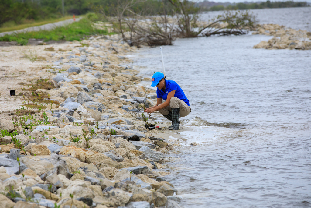 Beacher72's tweet photo. Stabilizing Shorelines with Mangroves via NASA https://t.co/4fKdMVAWQs https://t.co/bw5hT4Axir