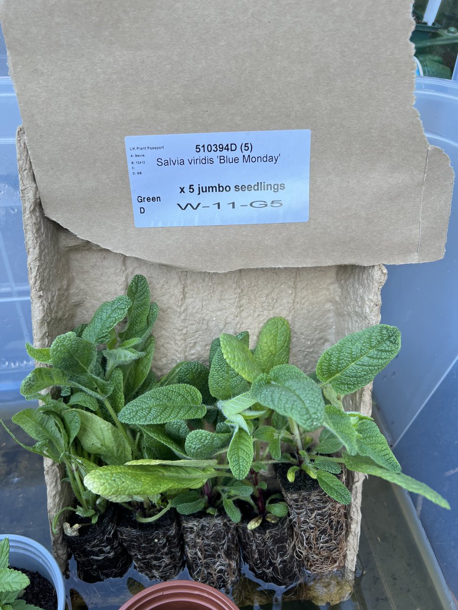 Niche gardening ⁦<a href="/neworder/">New Order</a>⁩ ⁦@jamieswanston⁩