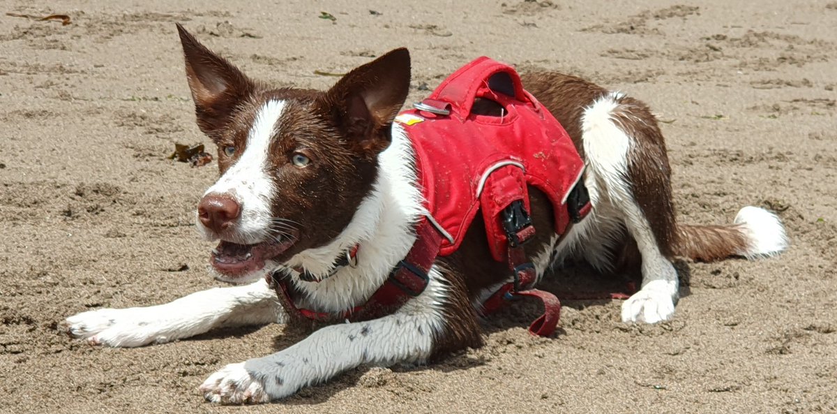 DevonCollieCrew's tweet photo. Having a great time on the beach

#DogsOnTwitter #dogs #magnum https://t.co/lG5jz6weGl