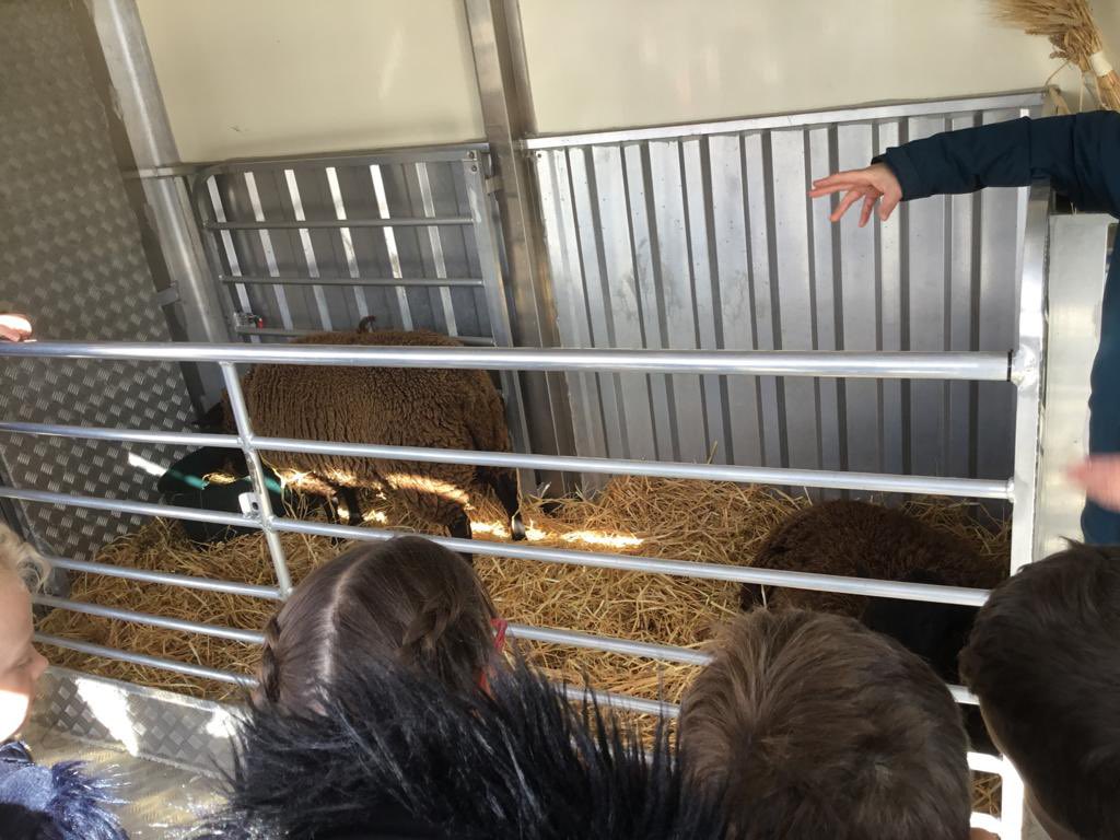 TurriffPrimary's tweet photo. P3 enjoyed a visit from @RNCI1 
The Country Classroom on Wheels to end their Farming topic. They bought 2 lambs for the children to pet. The van was packed full of interesting items for the children to touch and hold. #Scottishfarming #CCOW #spring https://t.co/Lqi74m2snm
