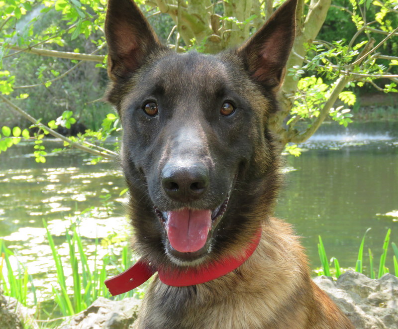 Maiko est un vrai malou, protecteur et plein d'énergie, il deviendra votre meilleure ami si vous gagnez sa confiance.
Maiko n'est pas très fan des inconnus mais adores ses humains à lui ! Il apprécie aussi la c... En savoir plus : la-spa.fr/app/animal/mai… #LaVieQuilsMéritent