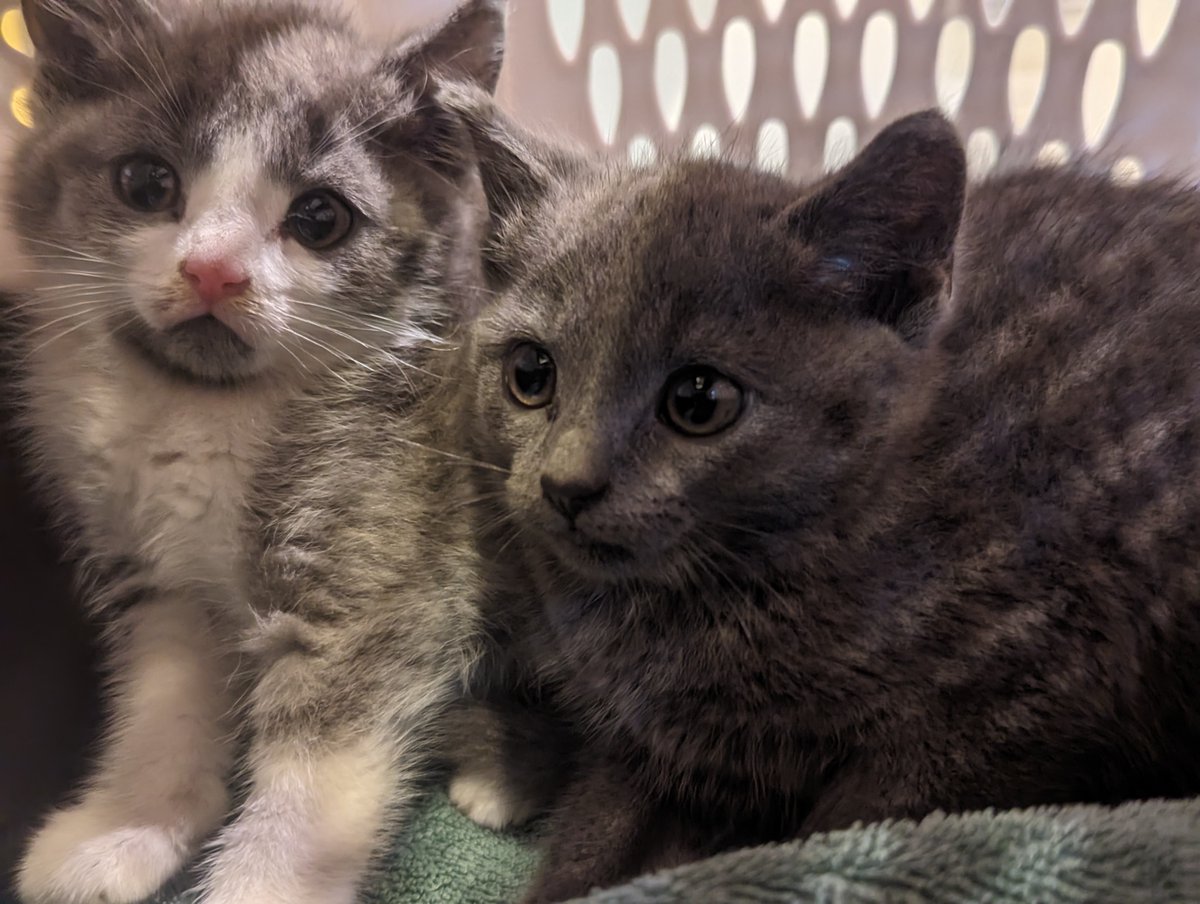 Montgomery County Community Cat Coalition (MC C³) tweet media