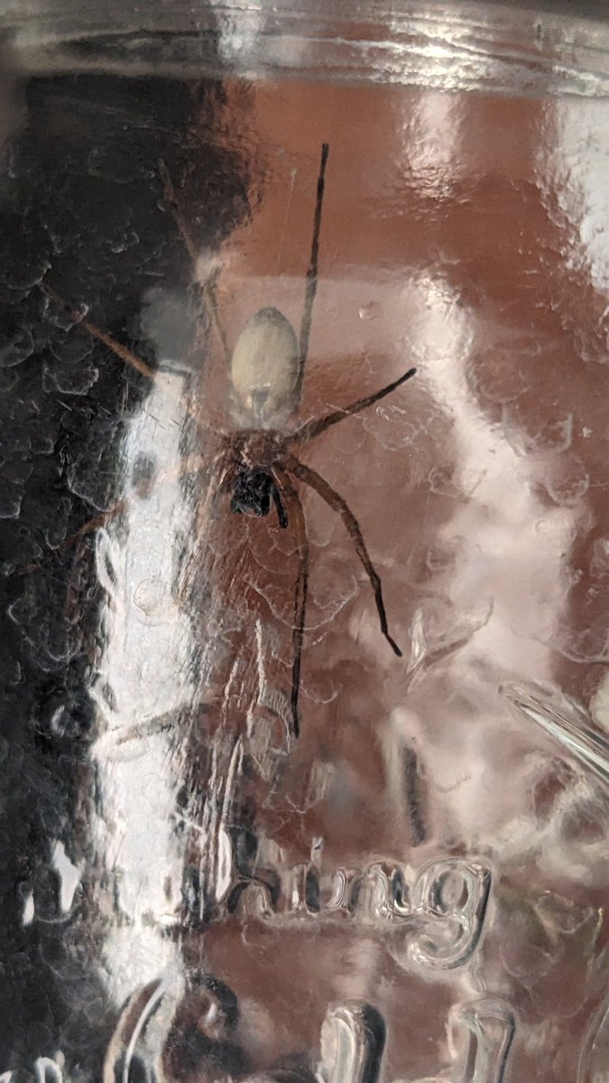 ButronVerdadero's tweet photo. Holi!

@Arachno_Cosas sabes si está amiguita es de IM?

Para saber dónde reubicarla, encontrada en Coyoacán, CDMX https://t.co/PSEceSs4os