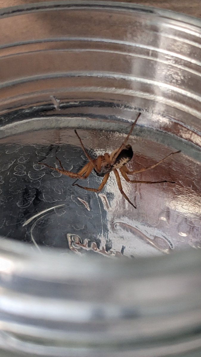ButronVerdadero's tweet photo. Holi!

@Arachno_Cosas sabes si está amiguita es de IM?

Para saber dónde reubicarla, encontrada en Coyoacán, CDMX https://t.co/PSEceSs4os