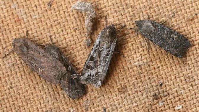KnoxAgAviation's tweet photo. Did you know that army cutworms 🐛 are the reason behind the annual Miller moth invasion? While the moths are a harmless nuisance. The hungry caterpillars feed on crops 🌽 🌾 then transform into moths that migrate in the spring #bugrun #aerialapplication @Air_Tractor https://t.co/maj0CAKtzl