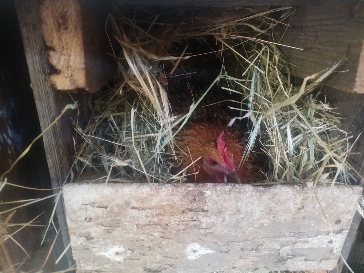 EdTimeToLearn's tweet image. Check out these #Handmade #NestingBoxes for #Chickens "#Rustic and #durable for #generations" With the low and competitive price of $20 each. On #OfferUp
 offerup.co/oAjYNf7BIzb

#Sacramento #Chicken  #NestingBox