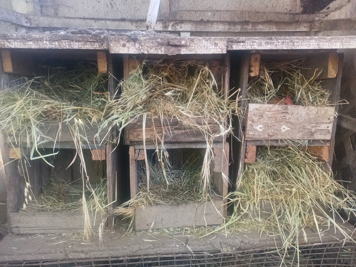 EdTimeToLearn's tweet image. Check out these #Handmade #NestingBoxes for #Chickens "#Rustic and #durable for #generations" With the low and competitive price of $20 each. On #OfferUp
 offerup.co/oAjYNf7BIzb

#Sacramento #Chicken  #NestingBox