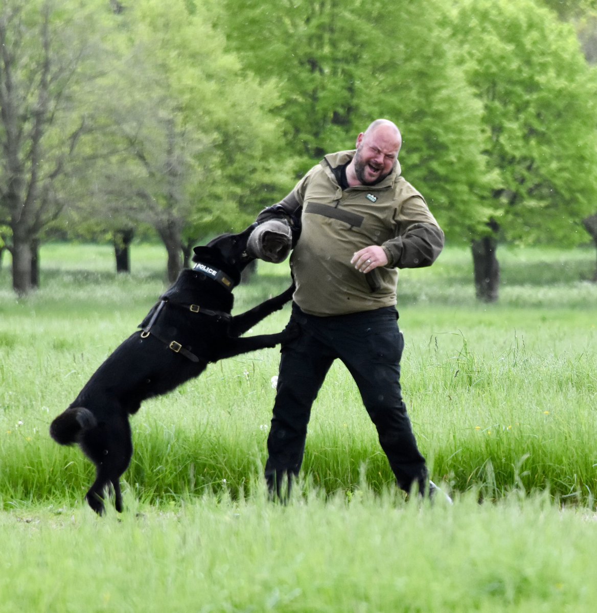 Wilts Police Dogs tweet media
