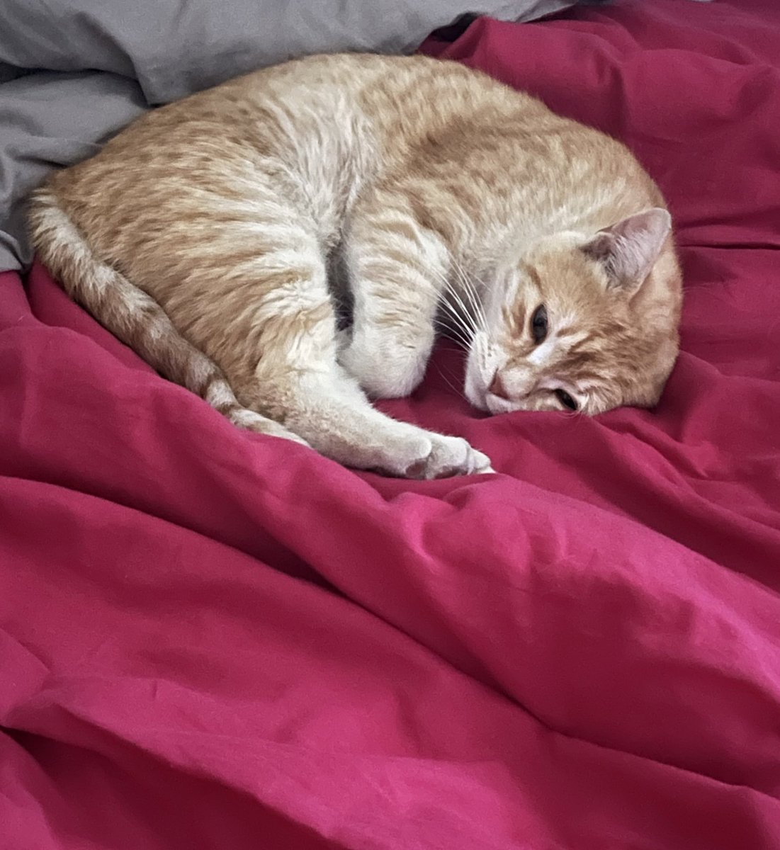 LyeGaia Glasc on Twitter "Le chat de mes voisins il arrête pas de squatter chez moi des qu’il